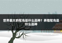 世界最大的鸵鸟是什么品种？养殖鸵鸟是什么品种