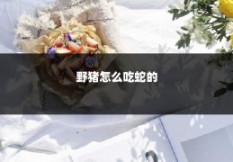 野猪怎么吃蛇的