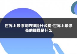 世界上最漂亮的狗是什么狗-世界上最漂亮的蝴蝶是什么