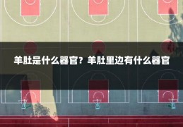 羊肚是什么器官？羊肚里边有什么器官