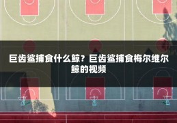 巨齿鲨捕食什么鲸？巨齿鲨捕食梅尔维尔鲸的视频