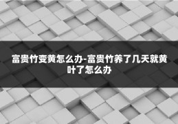 富贵竹变黄怎么办-富贵竹养了几天就黄叶了怎么办