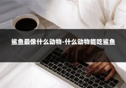 鲨鱼最像什么动物-什么动物能吃鲨鱼