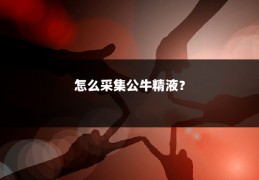 怎么采集公牛精液？