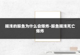 搁浅的鲸鱼为什么会爆炸-鲸鱼搁浅死亡爆炸