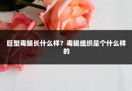 巨型毒蝎长什么样？毒蝎组织是个什么样的